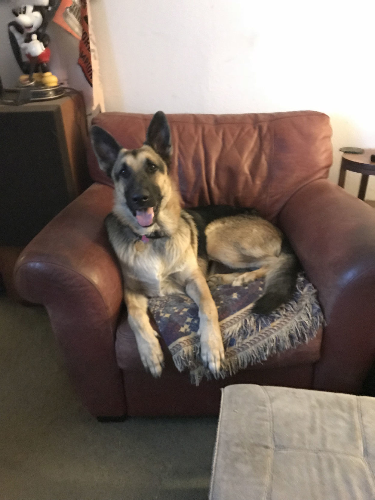 Pic of the Litter: Roger